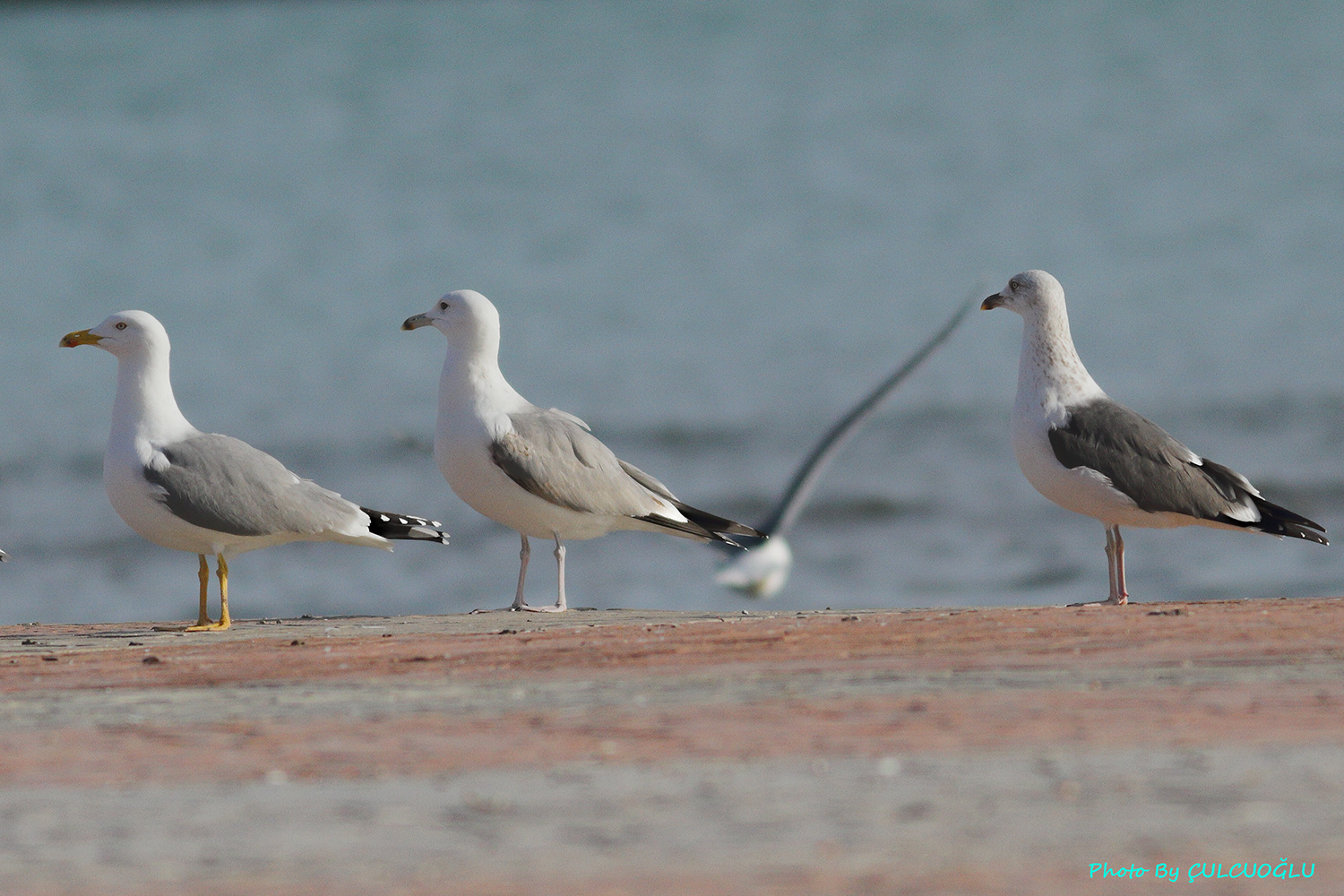 Caspian Gull